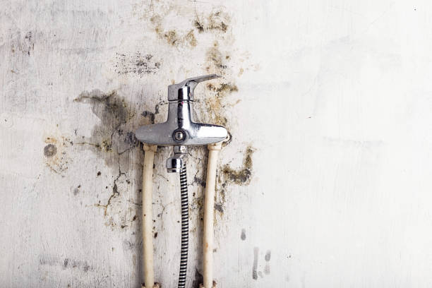 Best Professional Mold Removal  in Taylors, SC