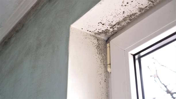 Professional Mold Removal in Taylors, SC