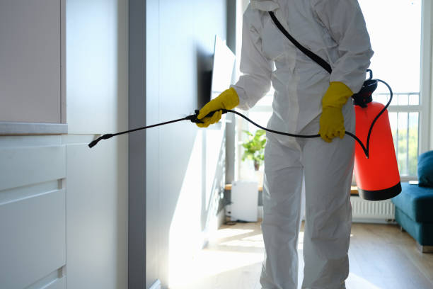 Attic Mold Removal in Taylors, SC