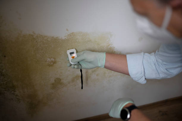 Home Mold Removal in Taylors, SC