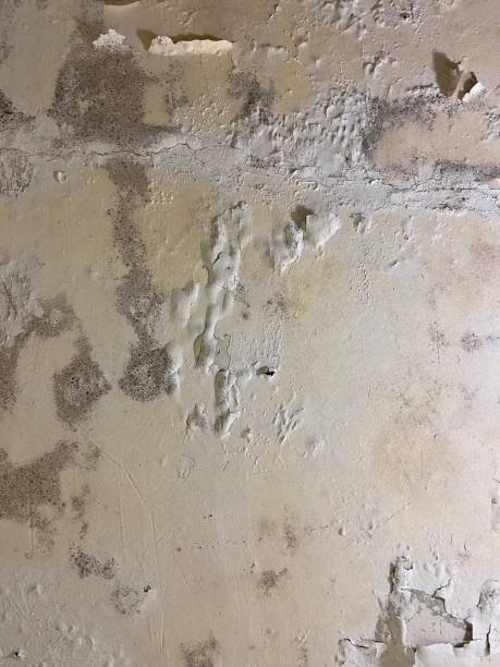 Best Fast Mold Removal  in Taylors, SC