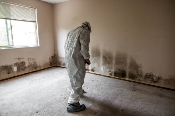 Best Toxic Mold Removal  in Taylors, SC